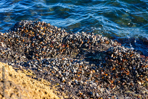 Strong water surge in the Black Sea, coastal mussels -Mytilus galloprovincialis were above the water level, the death of mollusks in the air, Odessa photo