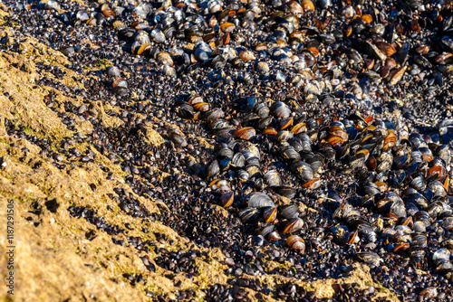 Strong water surge in the Black Sea, coastal mussels -Mytilus galloprovincialis were above the water level, the death of mollusks in the air, Odessa photo