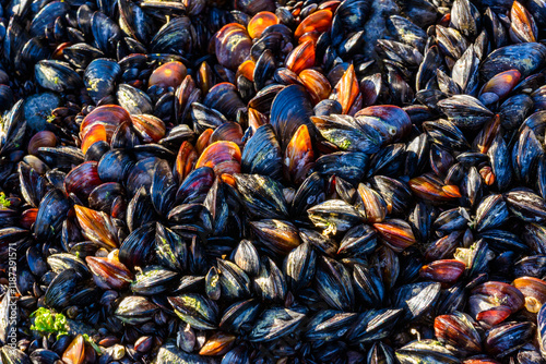 Strong water surge in the Black Sea, coastal mussels -Mytilus galloprovincialis were above the water level, the death of mollusks in the air, Odessa photo