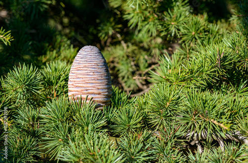 A cone of Lebanese cedar - Cedrus libani on a background of green needles, Odessa photo