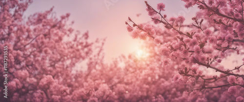 Pink Blossoms Against Sky At Sunrise Spring Blooming