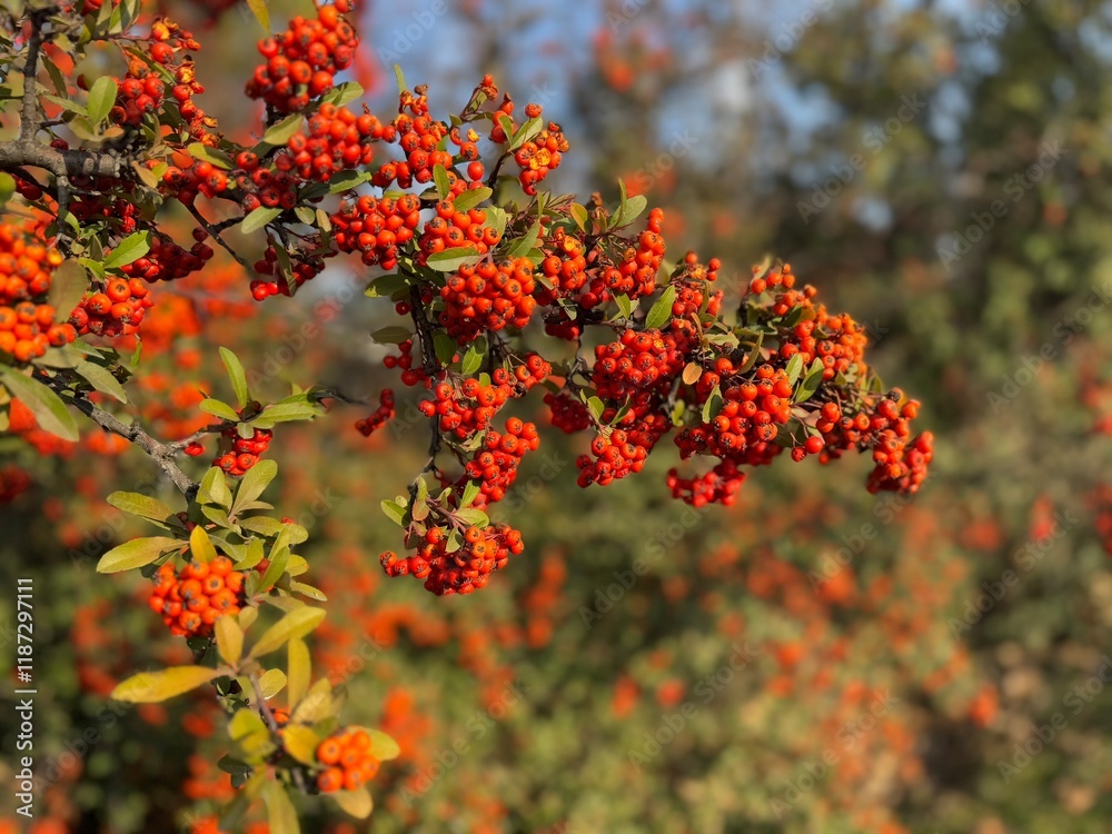 Close-up of a fruiting shrub called Pyracantha coccinea. Firethorn berries, rosaceae evergreen shrub. Dog apple, China, the scarlet, European species or red firethorn. Small, bright red berries.
Close-up of a fruiting shrub called Pyracantha coccinea. Firethorn berries, rosaceae evergreen shrub. Dog apple, China, the scarlet, European species or red firethorn. Small, bright red berries.