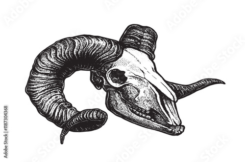 Rams skull. Sheep skull. Lamb head. Wild animals head skeleton. Detailed anatomy drawing of face bone with horns. Vintage outlined sketch of dead sheep. Hand drawn vector tattoo illustration isolated