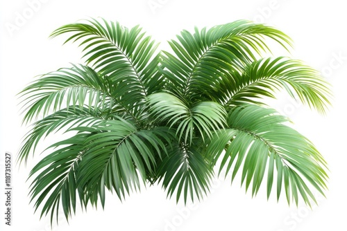 betel leaf 