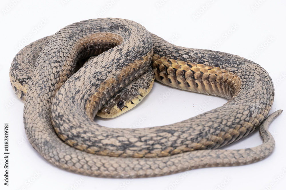 Garter Snake (Thamnophis sirtalis)
