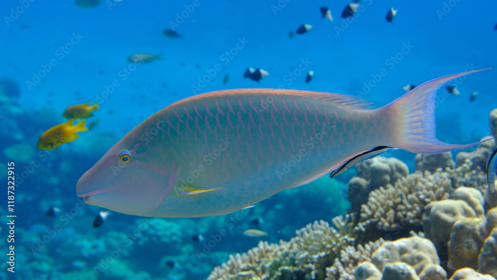 Candelamoa parrotfish or longnose parrotfish (Hipposcarus harid) undersea, Red Sea, Egypt, Sharm El Sheikh, Montazah Bay Candelamoa parrotfish or longnose parrotfish (Hipposcarus harid) undersea, Red Sea, Egypt, Sharm El Sheikh, Montazah Bay