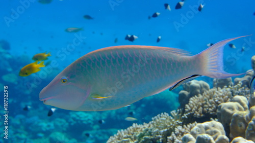 Candelamoa parrotfish or longnose parrotfish (Hipposcarus harid) undersea, Red Sea, Egypt, Sharm El Sheikh, Montazah Bay