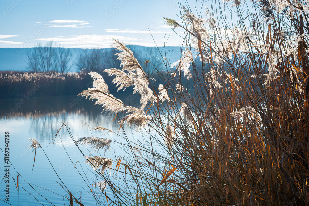 Obraz premium Sunlit reed plumes on the banks of a river