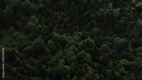 Aerial view of the dense woods near the village of Paraul Rece during daytime in Brasov, Romania photo