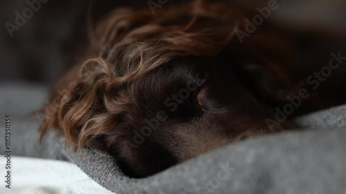 Young English Cocker Spaniel sleeping on a bed close-up portrait. A dark brown English Cocker Spaniel puppy sleeps on the bed. English Cocker Spaniel puppy sleeps after a walk. Happy dog