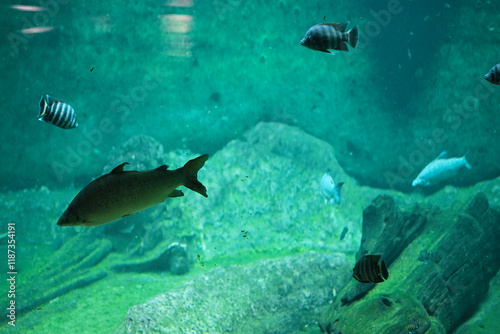 Beautiful photo of fish in aquarium with turquoise water.