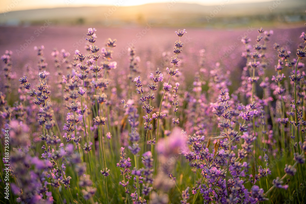 Naklejka premium Blooming lavender field. Beautiful purple flowers. Regional organic cultivation.