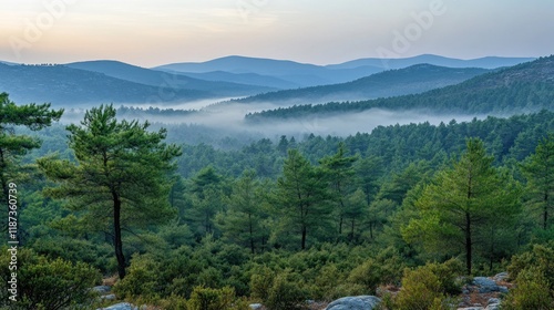 Misty sunrise over a pine forest valley in the mountains. photo