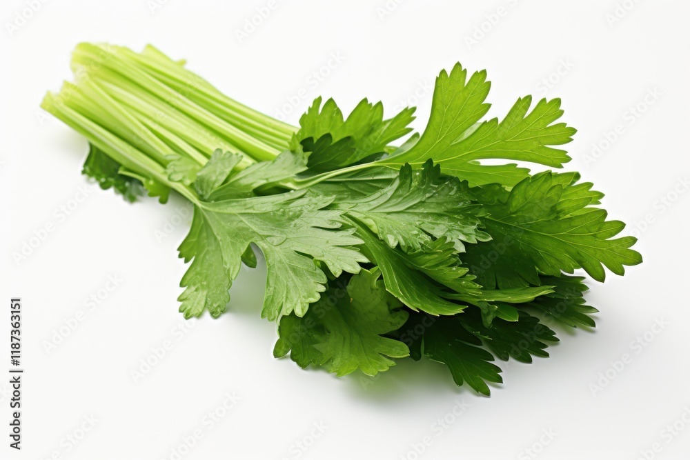 Fresh cilantro with vibrant green leaves arranged on a white background for culinary use