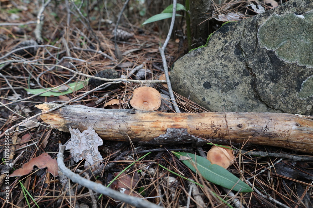 Mushrooms on log. High quality photo Mushrooms on log. High quality photo