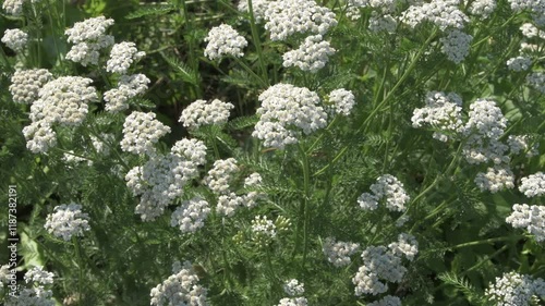 medicinal yarrow herb blossoming on field with working bumblebee at sunny day
