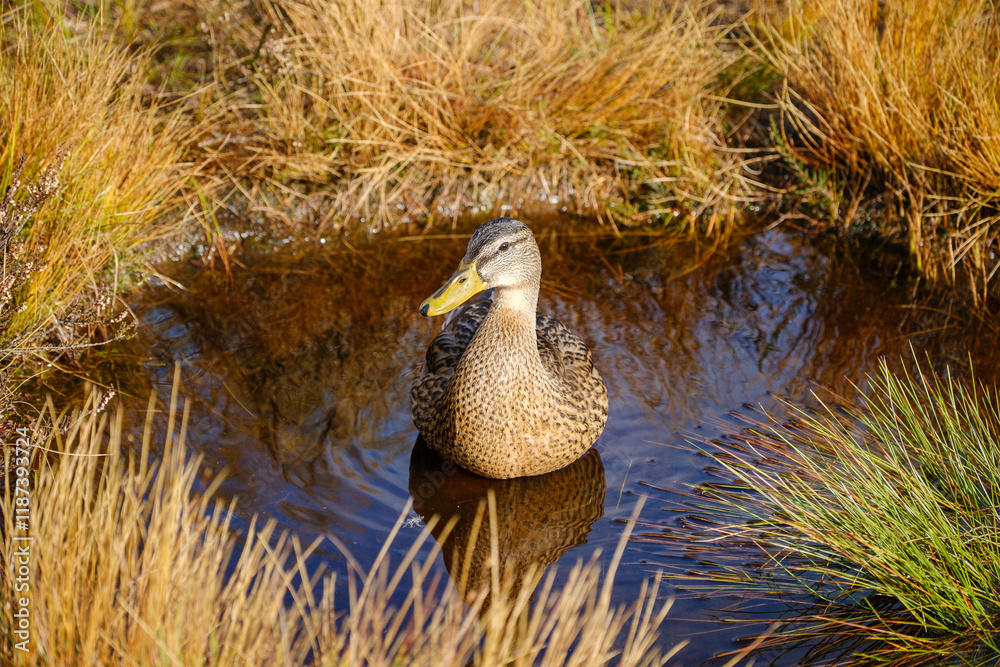 Mottled Duck in a pond in autumn
