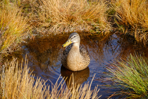 Obraz na płótnie Mottled Duck in a pond in autumn w salonie