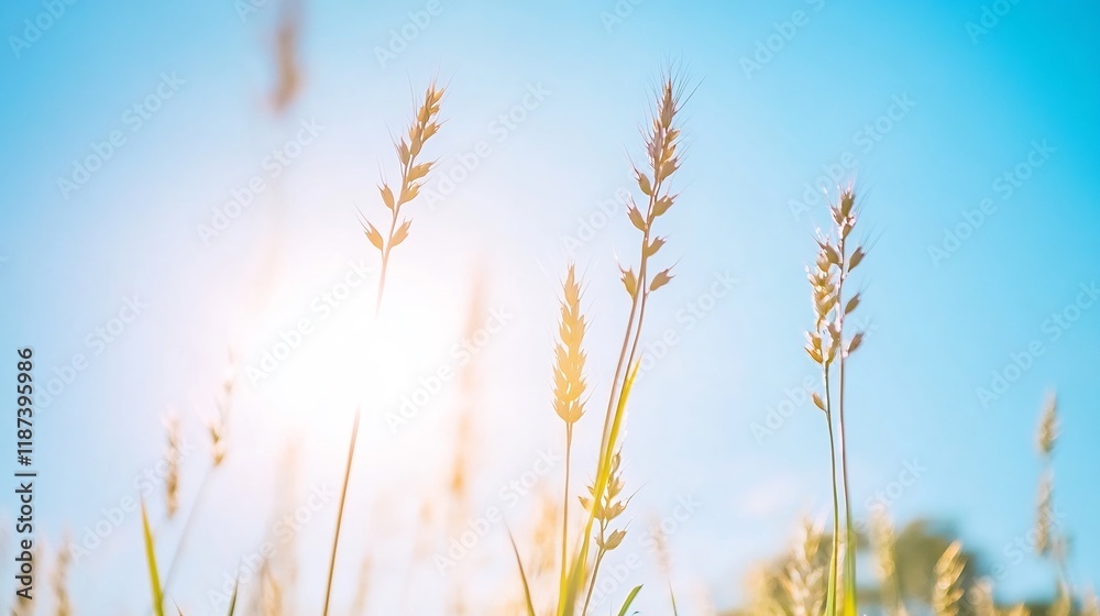 Fototapeta premium Sunny meadow grasses backlit, vibrant sky, summer