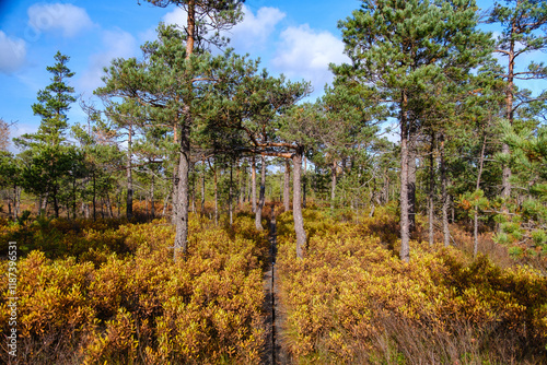 Dumme mosse natural park in Sweden photo