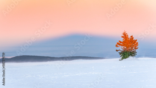 Fototapeta Naklejka Na Ścianę i Meble -  Eastern Sudetes, a lonely tree on the snow-capped peak of Mount Snieznik lit by the sun's rays, the shadow of the mountain in the sky on a winter evening.