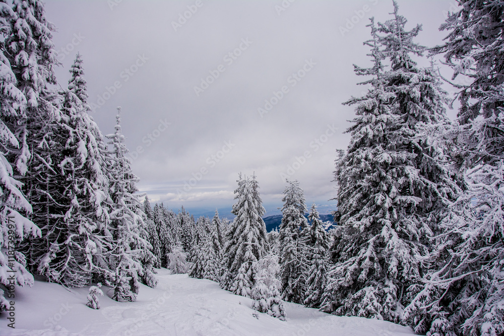 Naklejka premium Panorama of the foggy winter landscape in the mountain