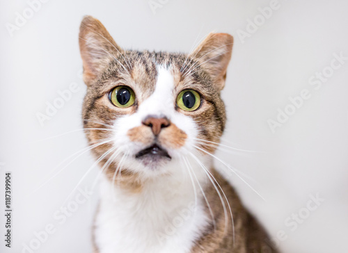 Valokuva A tabby shorthair cat with its ear tipped