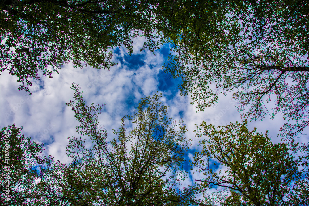 Panorama of green forest landscape in spring time and green moss sun light shining through the woods Panorama of green forest landscape in spring time and green moss sun light shining through the woods