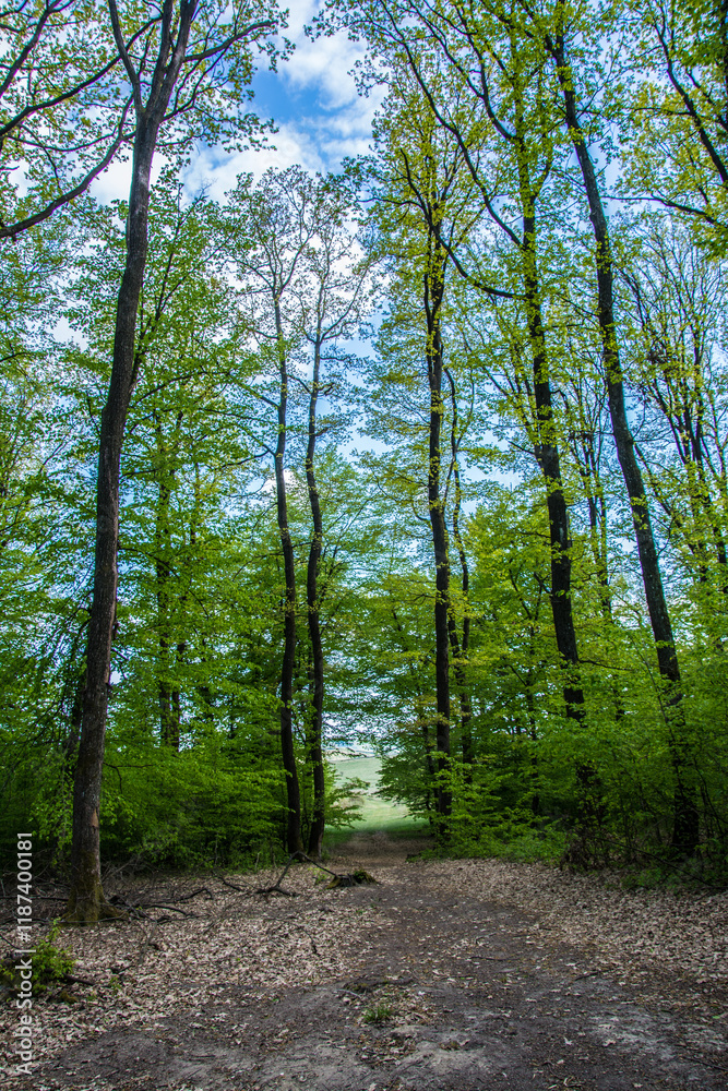 Fototapeta premium Panorama of green forest landscape in spring time and green moss sun light shining through the woods