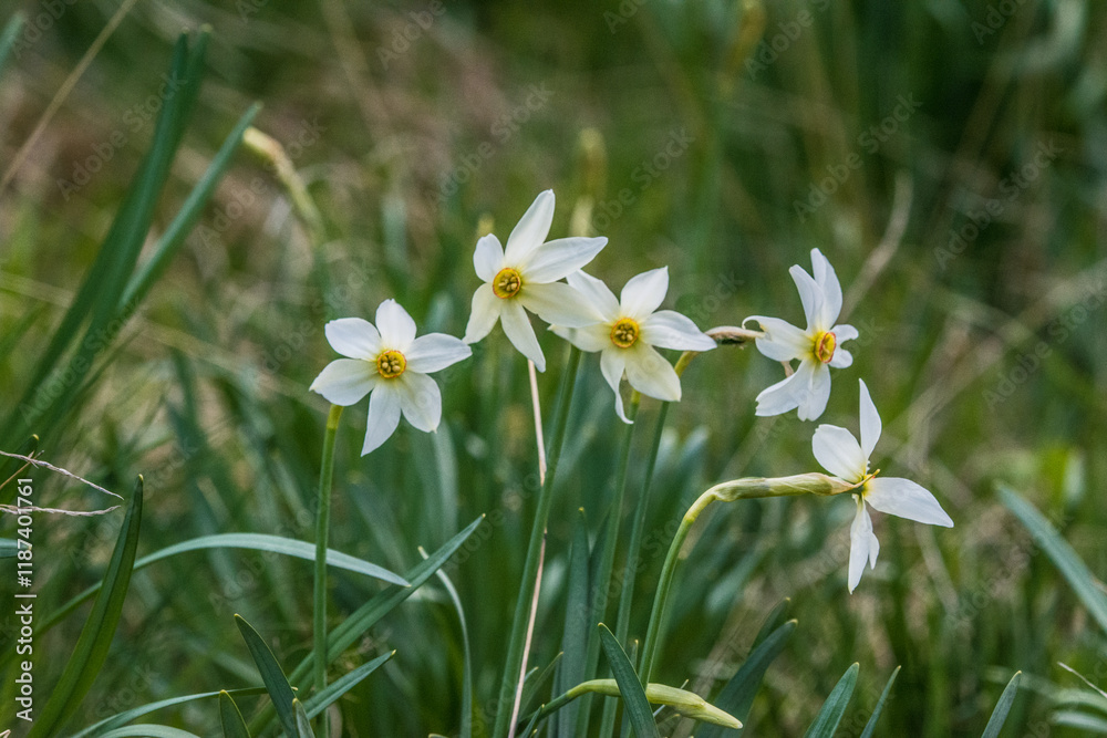 Narcissus field in bloom on spring  many narcissus flowers blooming in garden