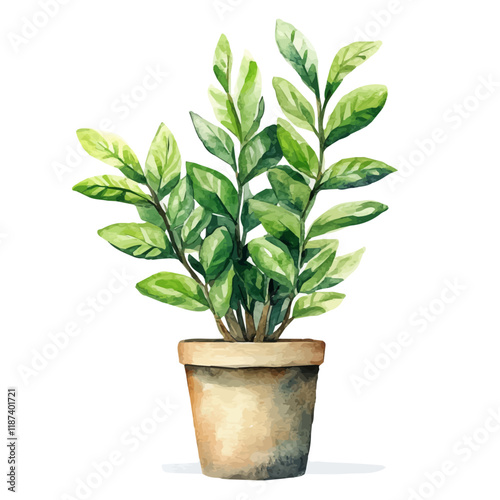 A watercolor vector painting of a ZZ Plant, isolated on a white background. ZZ Plant vector.


