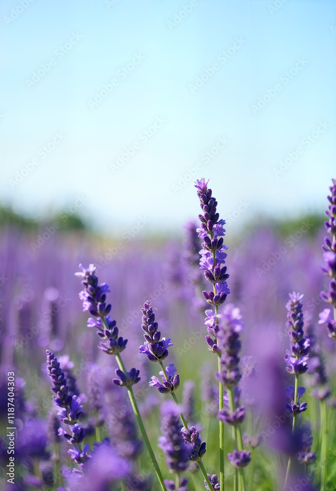Obraz premium Lavender under a clear summer sky