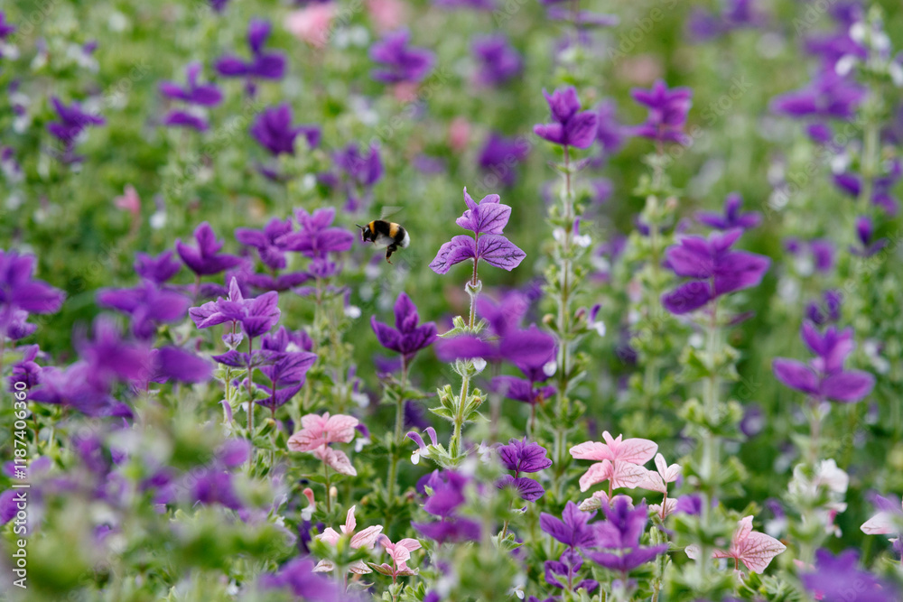 Colorful wildflower meadow filled with purple and pink blooms during late spring with a busy bumblebee Colorful wildflower meadow filled with purple and pink blooms during late spring with a busy bumblebee