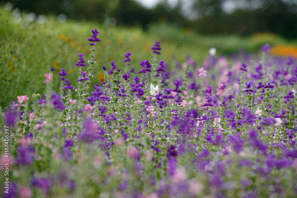 Naklejka premium Vibrant lavender and purple flowers bloom prominently in a scenic meadow during a sunny day in late spring