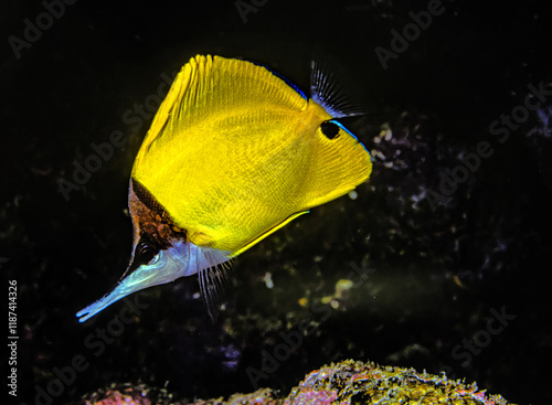 yellow longnose butterflyfish, forceps butterflyfish ,Forcipiger flavissimus