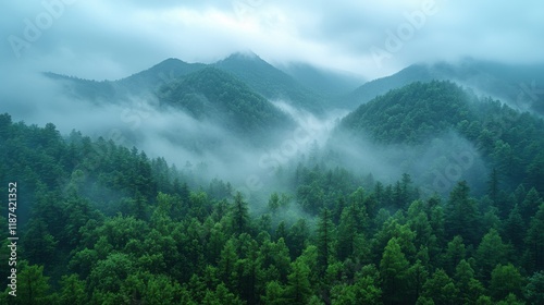 after the rain the fog covered the mountain