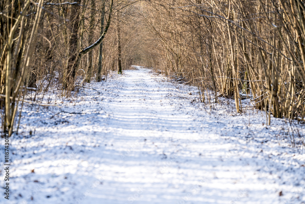 custom made wallpaper toronto digitalSnowy forest path, forest winter time, Poland