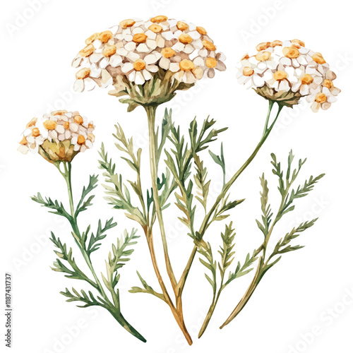 A watercolor of yarrow, isolated on a white background. Yarrow vector.
