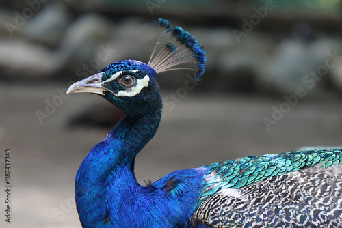 PAVO REAL photo