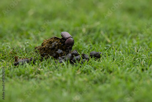 A dung beetle gathering feces