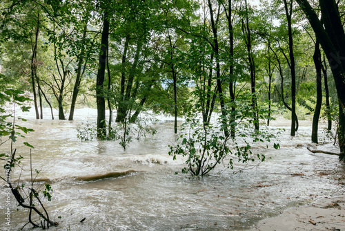 Flooded forest, climate change, river, Switzerland, Maggia
