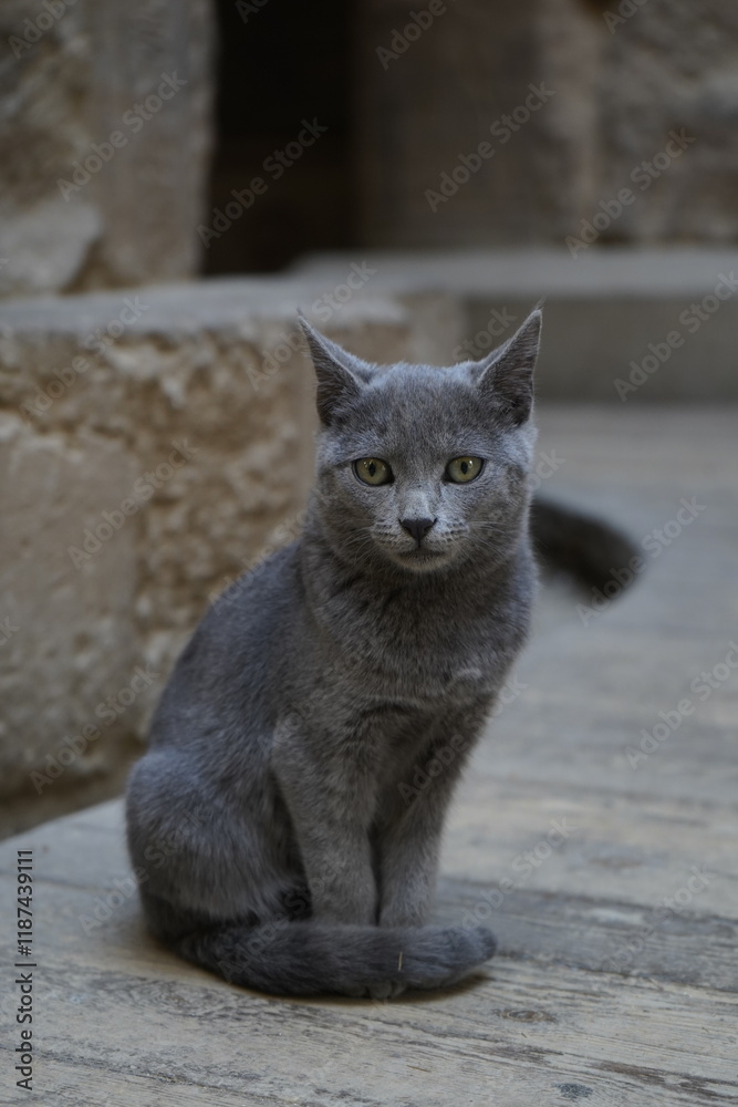 Fototapeta premium Gato gris en egipto