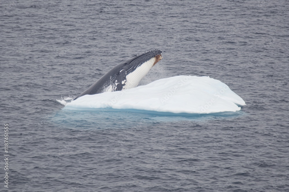 Fototapeta premium A majestic humpback whale breaching near an iceberg in the Antarctic Peninsula