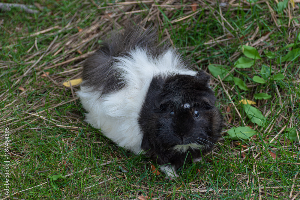 Portrait of black and white guinean pig gazing toward camera against a natural background of grass and foliage Portrait of black and white guinean pig gazing toward camera against a natural background of grass and foliage