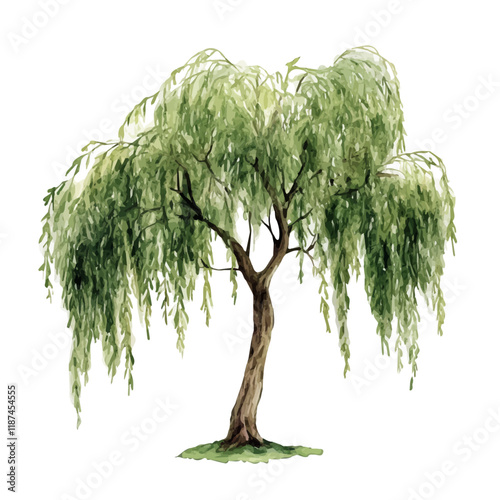 A watercolor of a willow tree, isolated on a white background. Willow tree vector.
