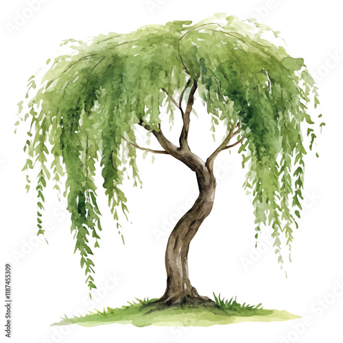 A watercolor illustration of a willow tree, isolated on a white background. Willow tree vector.
