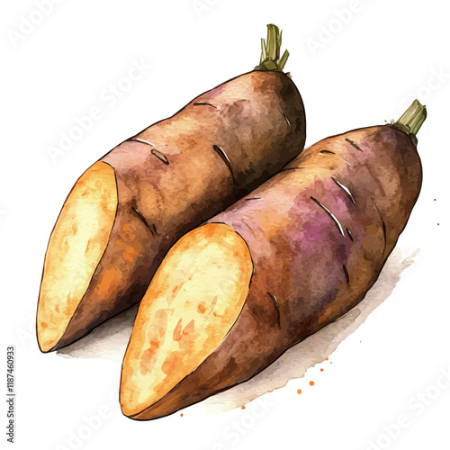 A watercolor of wild yam, isolated on a white background. Wild yam vector.
