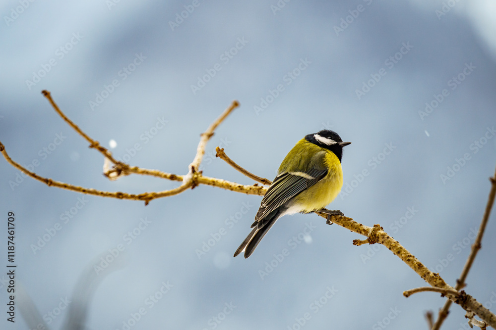 The great tit (Parus major) on a branch in winter The great tit (Parus major) on a branch in winter
