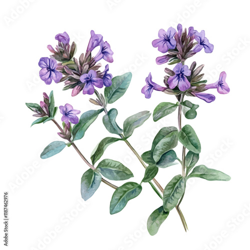 A watercolor painting of wild thyme, isolated on a white background. Wild thyme vector.

