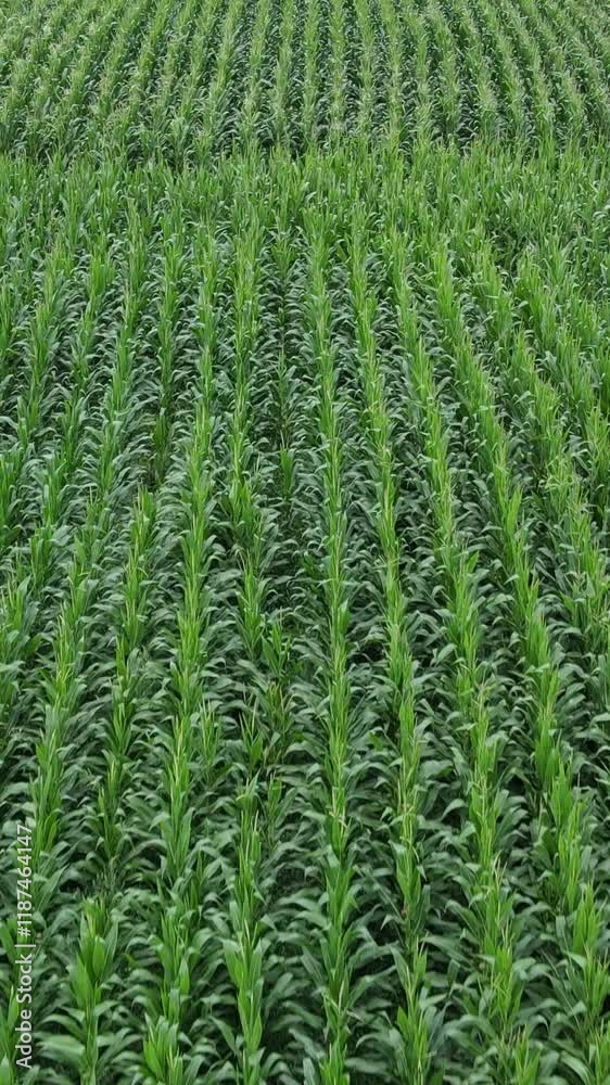  Green Corn Aerial View